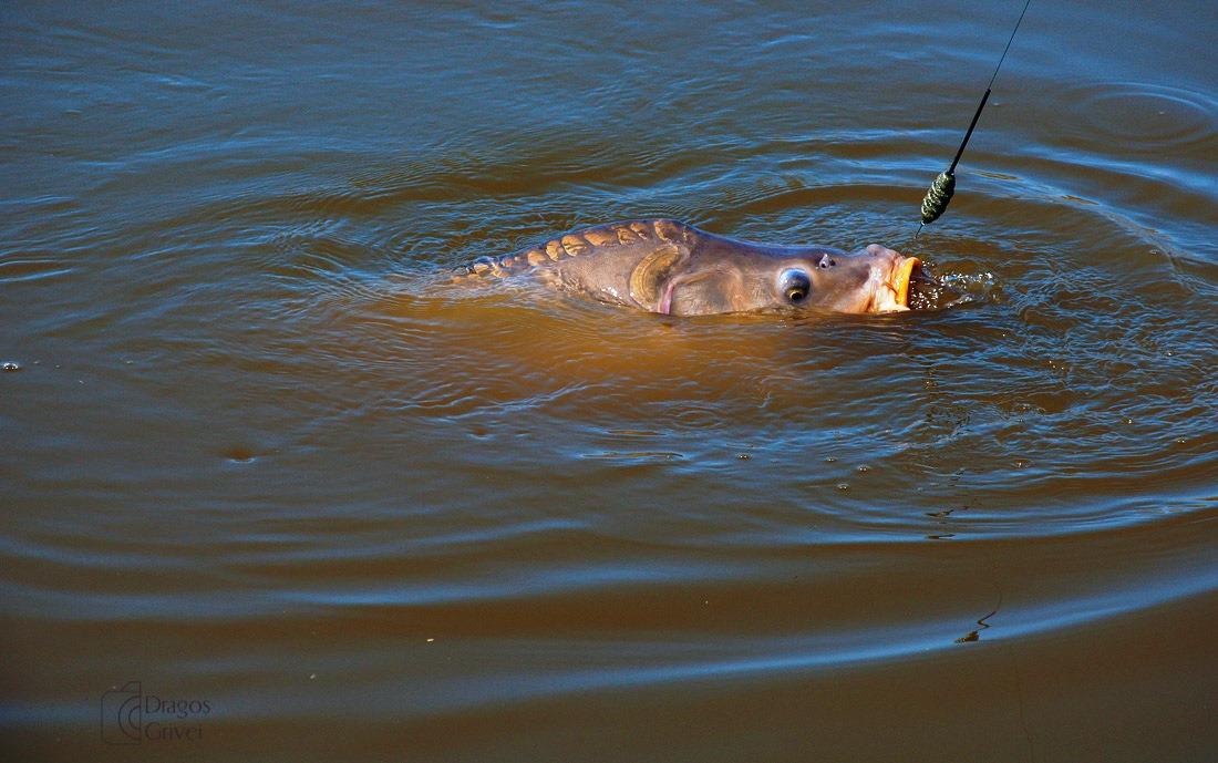 cenusaru 15 septembrie - 17 septemb 2017 - 3f.jpg